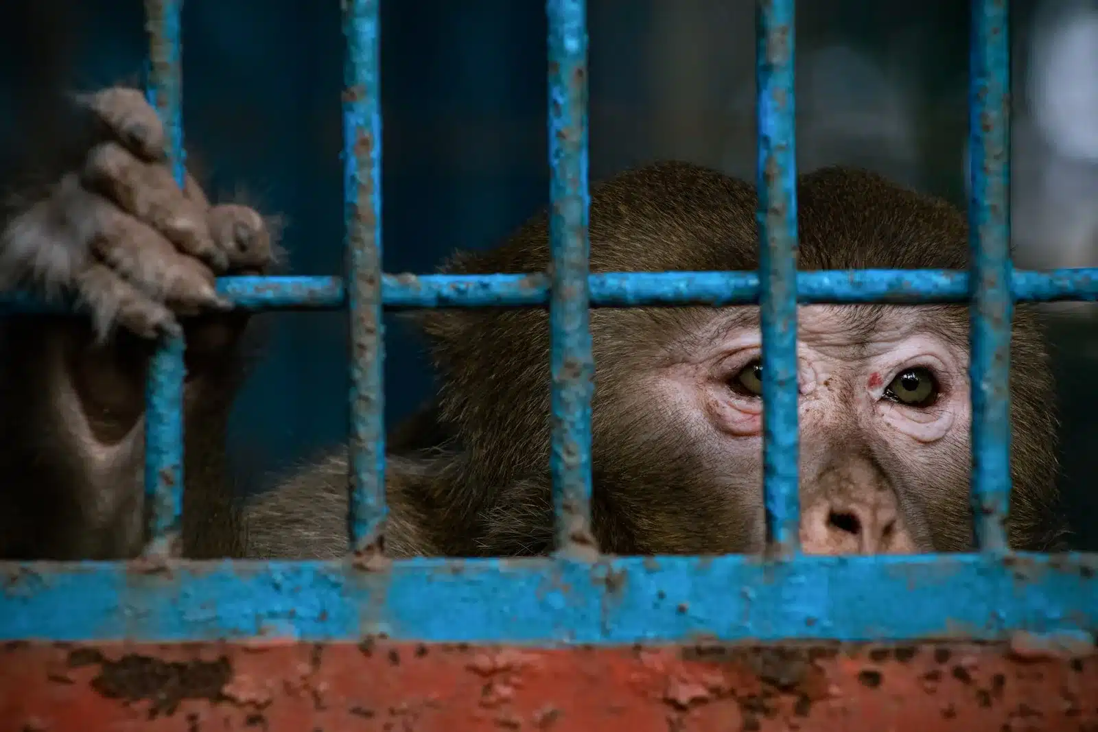 a monkey in a cage